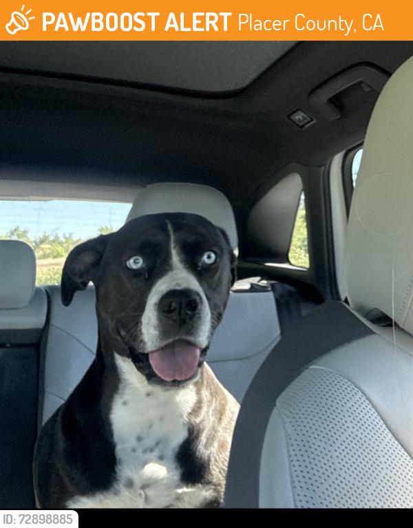 Found/Stray Female Dog last seen Wally Allen rd and wise rd, Placer County, CA 95648