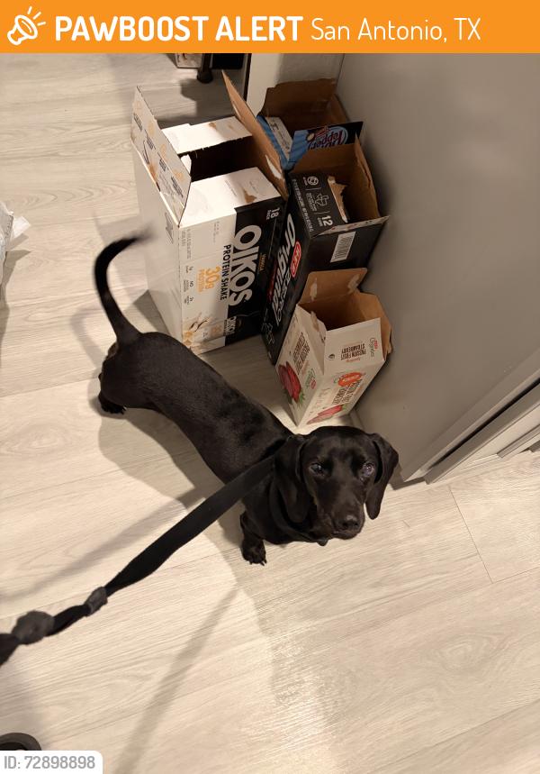 Found/Stray Male Dog last seen Grosenbacher, San Antonio, TX 78245