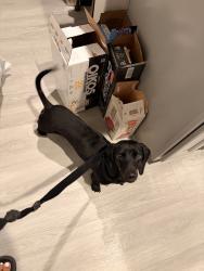 Found/Stray Male Dog last seen Grosenbacher, San Antonio, TX 78245