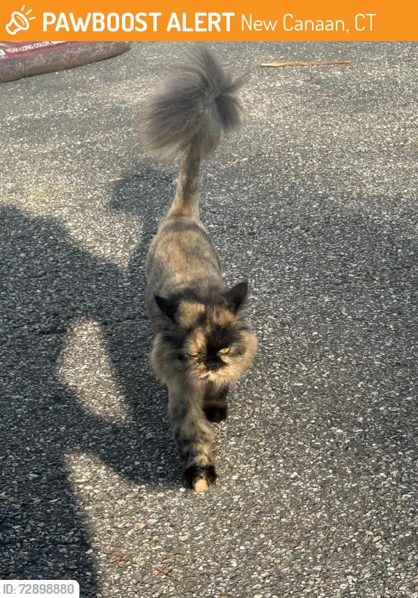 Found/Stray Unknown Cat last seen Smith ridge road new cannan ct, New Canaan, CT 06840