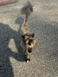 Found/Stray Unknown Cat last seen Smith ridge road new cannan ct, New Canaan, CT 06840