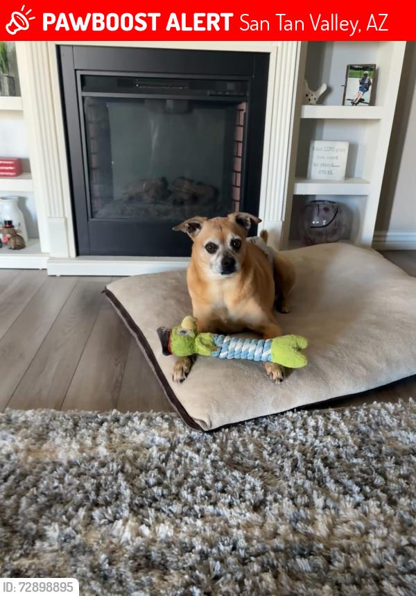 Lost Male Dog last seen Cimmaron Trails 55+, San Tan Valley, AZ 85140