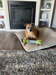 Lost Male Dog last seen Cimmaron Trails 55+, San Tan Valley, AZ 85140