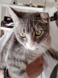 Found/Stray Female Cat last seen Horizon Hyatt ave, Enterprise, NV 89139