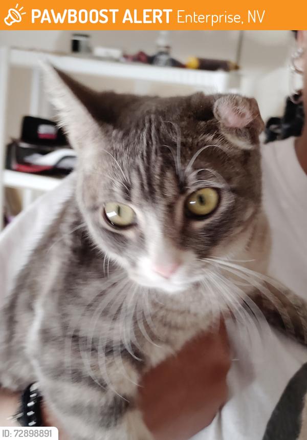 Found/Stray Female Cat last seen Horizon Hyatt ave, Enterprise, NV 89139