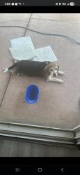Found/Stray Male Dog last seen Young dove st Menifee ca, Menifee, CA 92584