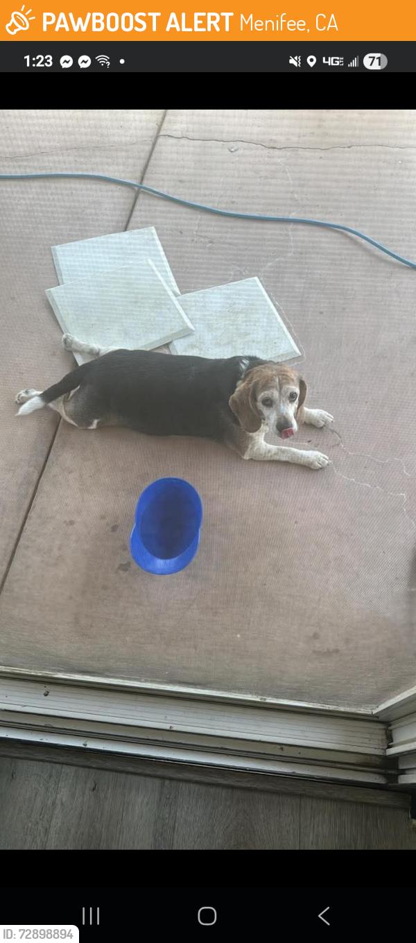 Found/Stray Male Dog last seen Young dove st Menifee ca, Menifee, CA 92584