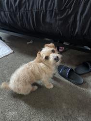 Lost Male Dog last seen via san delarro, Montebello, CA 90640