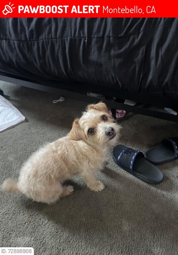 Lost Male Dog last seen via san delarro, Montebello, CA 90640