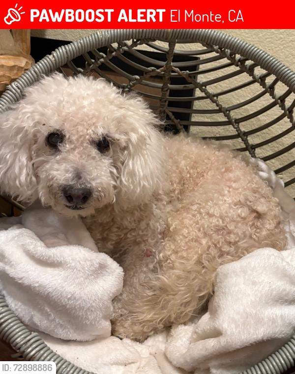 Lost Male Dog last seen Near klingerman street , El Monte, CA 91733