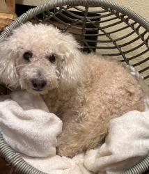 Lost Male Dog last seen Near klingerman street , El Monte, CA 91733