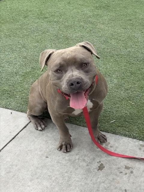 Shelter Stray Male Dog last seen , Los Angeles, CA 90047