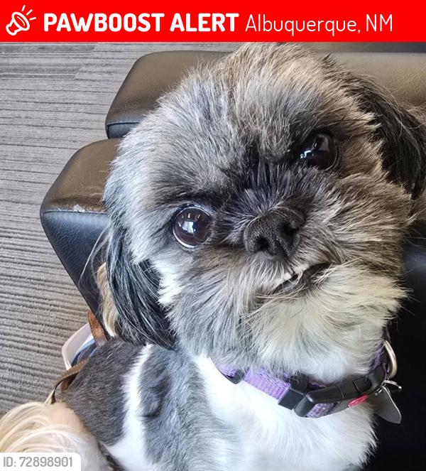 Lost Female Dog last seen Ventana Village and Paradise Blvd, Albuquerque, NM 87114
