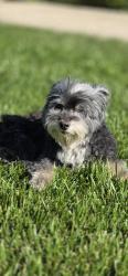 Reunited Female Dog last seen Tam-O-Shanter & Sutherland Dr., Stockton, CA 95210