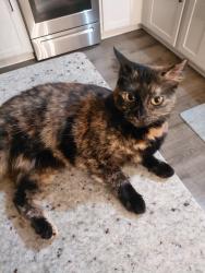 Reunited Female Cat last seen Sleepy Hollow Rd near Ho Hum Hollow Rd, Walton County, GA 30655