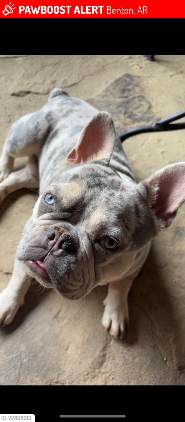 Lost Male Dog last seen Dale rd, Benton, AR 72015
