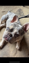 Lost Male Dog last seen Dale rd, Benton, AR 72015