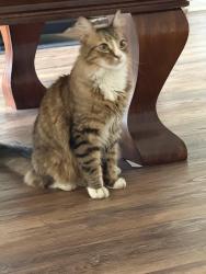 Found/Stray Unknown Cat last seen Across from Wendy’s, behind Dollar General, Lake Park, GA 31636