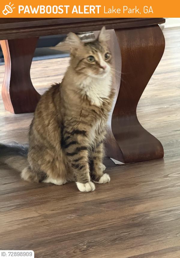 Found/Stray Unknown Cat last seen Across from Wendy’s, behind Dollar General, Lake Park, GA 31636