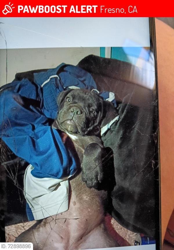 Lost Female Dog last seen Van Ness , Fresno, CA 93721