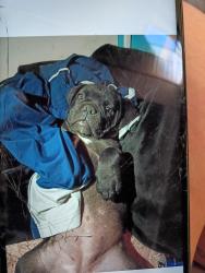 Lost Female Dog last seen Van Ness , Fresno, CA 93721