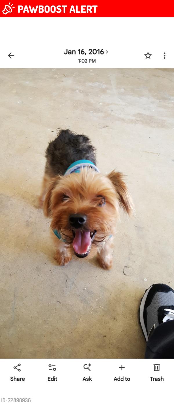 Lost Male Dog last seen Persimmon 129th AV , West Palm Beach, FL 33411