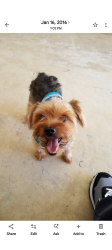 Lost Male Dog last seen Persimmon 129th AV , West Palm Beach, FL 33411