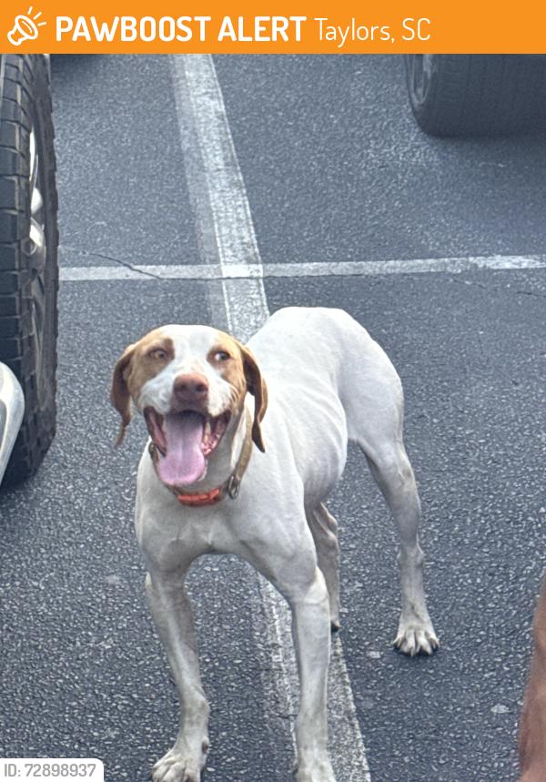 Found/Stray Male Dog last seen Taylors first baptist, Taylors, SC 29687