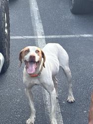 Found/Stray Male Dog last seen Taylors first baptist, Taylors, SC 29687