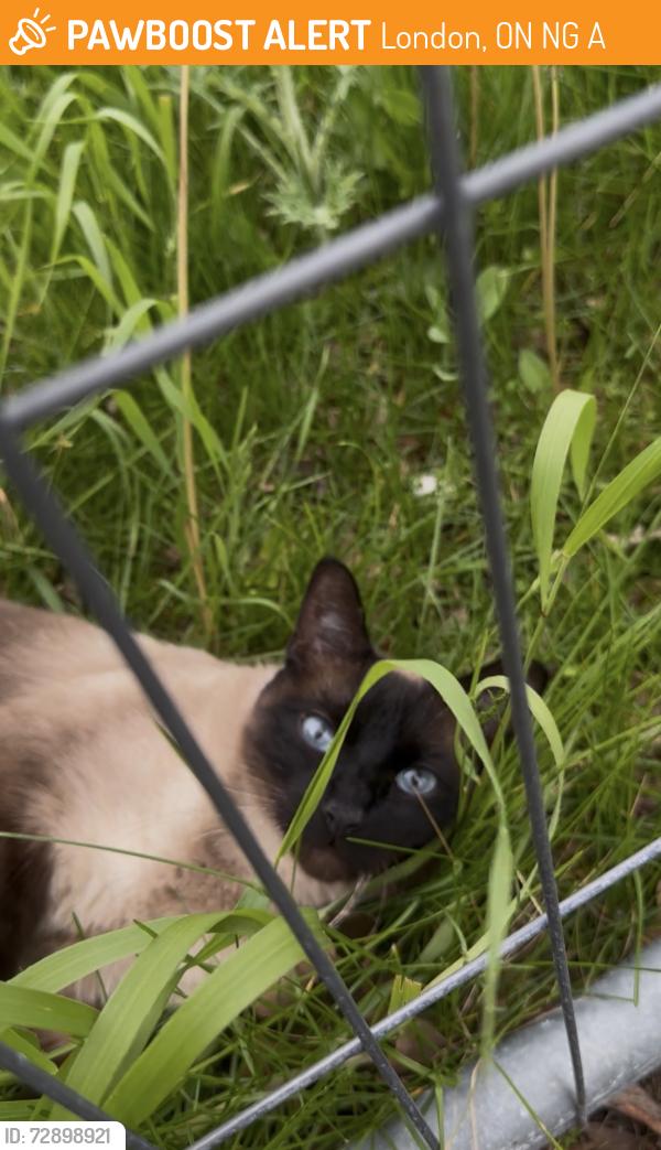 Found/Stray Unknown Cat last seen Near Blythwood, 520 Sarnia Rd, London, ON N6G 5A3 (the fenced area near the Wonderland & Sarnia S gas station), London, ON N6G 5A3