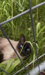 Found/Stray Unknown Cat last seen Near Blythwood, 520 Sarnia Rd, London, ON N6G 5A3 (the fenced area near the Wonderland & Sarnia S gas station), London, ON N6G 5A3