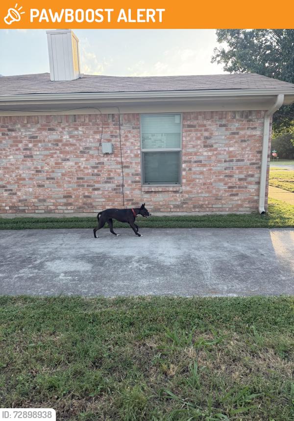 Found/Stray Female Dog last seen Chapman rd, North Richland Hills, TX 76182