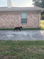 Found/Stray Female Dog last seen Chapman rd, North Richland Hills, TX 76182