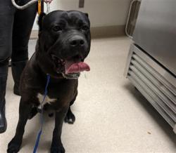 Shelter Stray Male Dog last seen Near BLOCK STAGECOACH ST, BAKERSFIELD CA 93314, Bakersfield, CA 93308