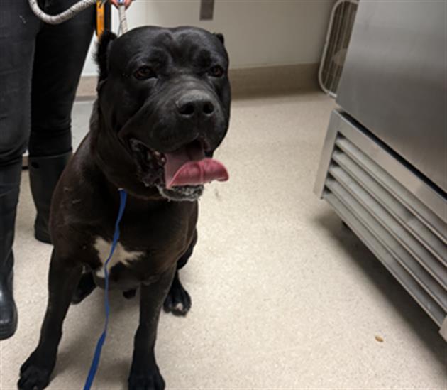 Shelter Stray Male Dog last seen Near BLOCK STAGECOACH ST, BAKERSFIELD CA 93314, Bakersfield, CA 93308