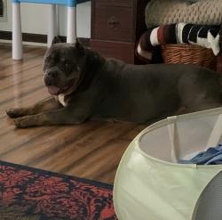 Found/Stray Female Dog last seen Old Jonesboro Road, S. Bethany, Laney Dr, Locust Grove Ga, Henry County, GA 30248