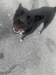 Found/Stray Male Dog last seen Gattis pizza , Houston, TX 77015