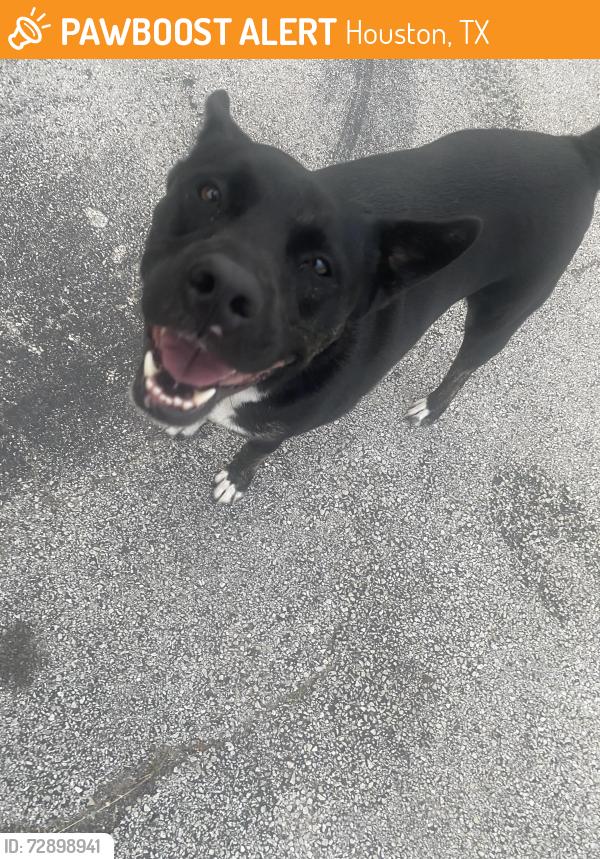 Found/Stray Male Dog last seen Gattis pizza , Houston, TX 77015