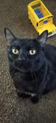 Lost Male Cat last seen Wilson street, Banning, CA 92220