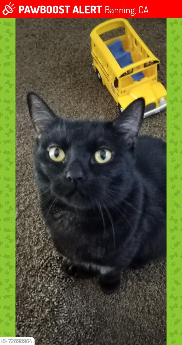 Lost Male Cat last seen Wilson street, Banning, CA 92220