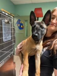 Shelter Stray Male Dog last seen Oakland, CA 94621, Oakland, CA 94601