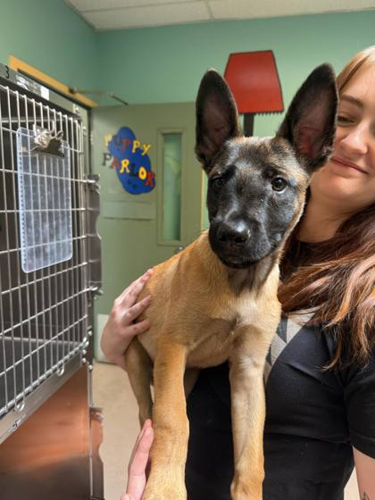 Shelter Stray Male Dog last seen Oakland, CA 94621, Oakland, CA 94601
