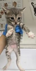 Shelter Stray Male Cat last seen Oakland, CA , Oakland, CA 94601