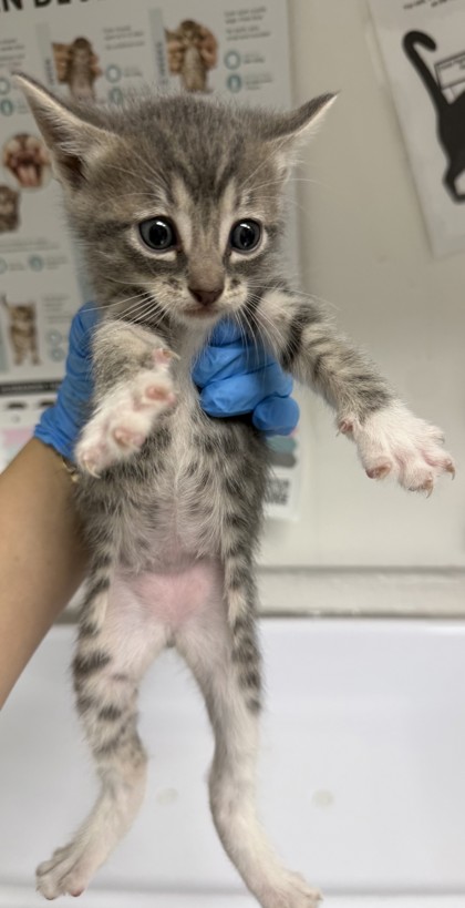 Shelter Stray Male Cat last seen Oakland, CA , Oakland, CA 94601