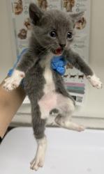 Shelter Stray Male Cat last seen Oakland, CA , Oakland, CA 94601