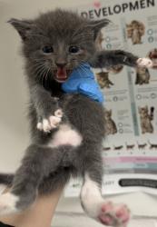 Shelter Stray Male Cat last seen Oakland, CA , Oakland, CA 94601