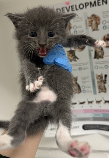 Shelter Stray Male Cat last seen Oakland, CA , Oakland, CA 94601
