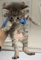 Shelter Stray Male Cat last seen Oakland, CA , Oakland, CA 94601