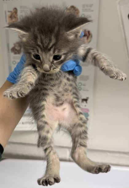 Shelter Stray Male Cat last seen Oakland, CA , Oakland, CA 94601
