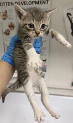Shelter Stray Female Cat last seen Oakland, CA , Oakland, CA 94601